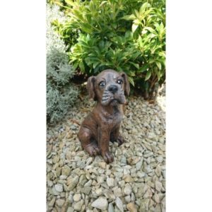 Boxer Pup